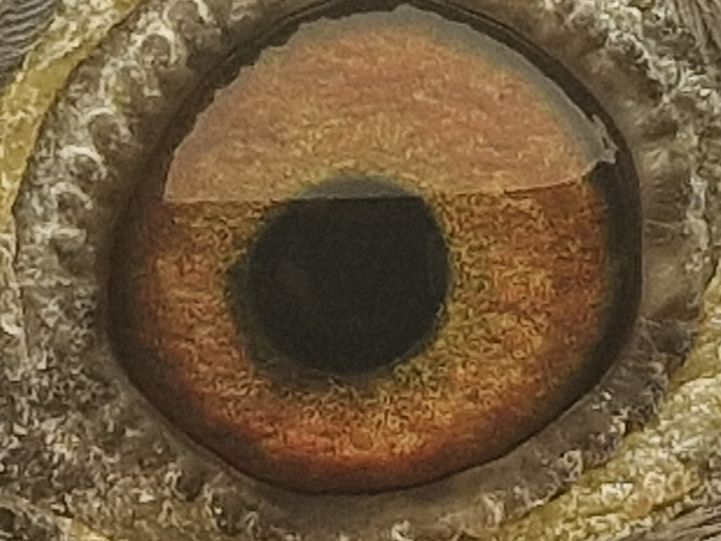 Pigeon eye